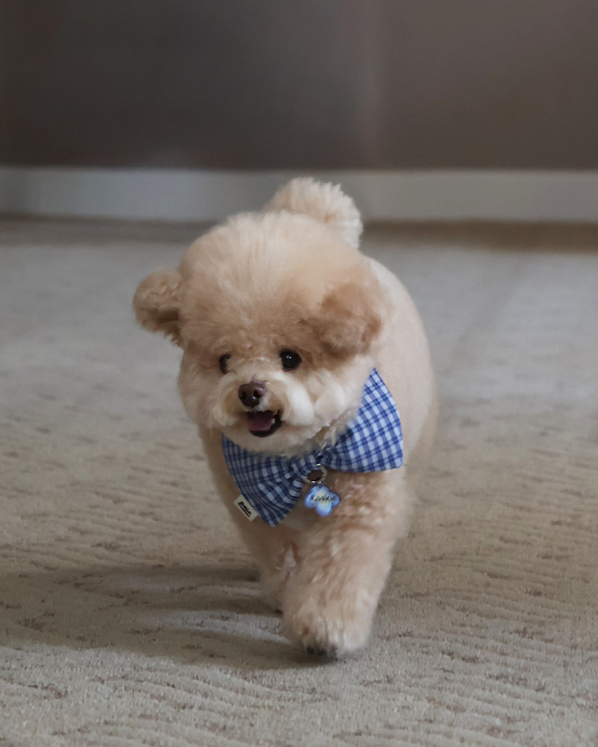 韓國🇰🇷 Blossom Cape + Custom Name Tag Set