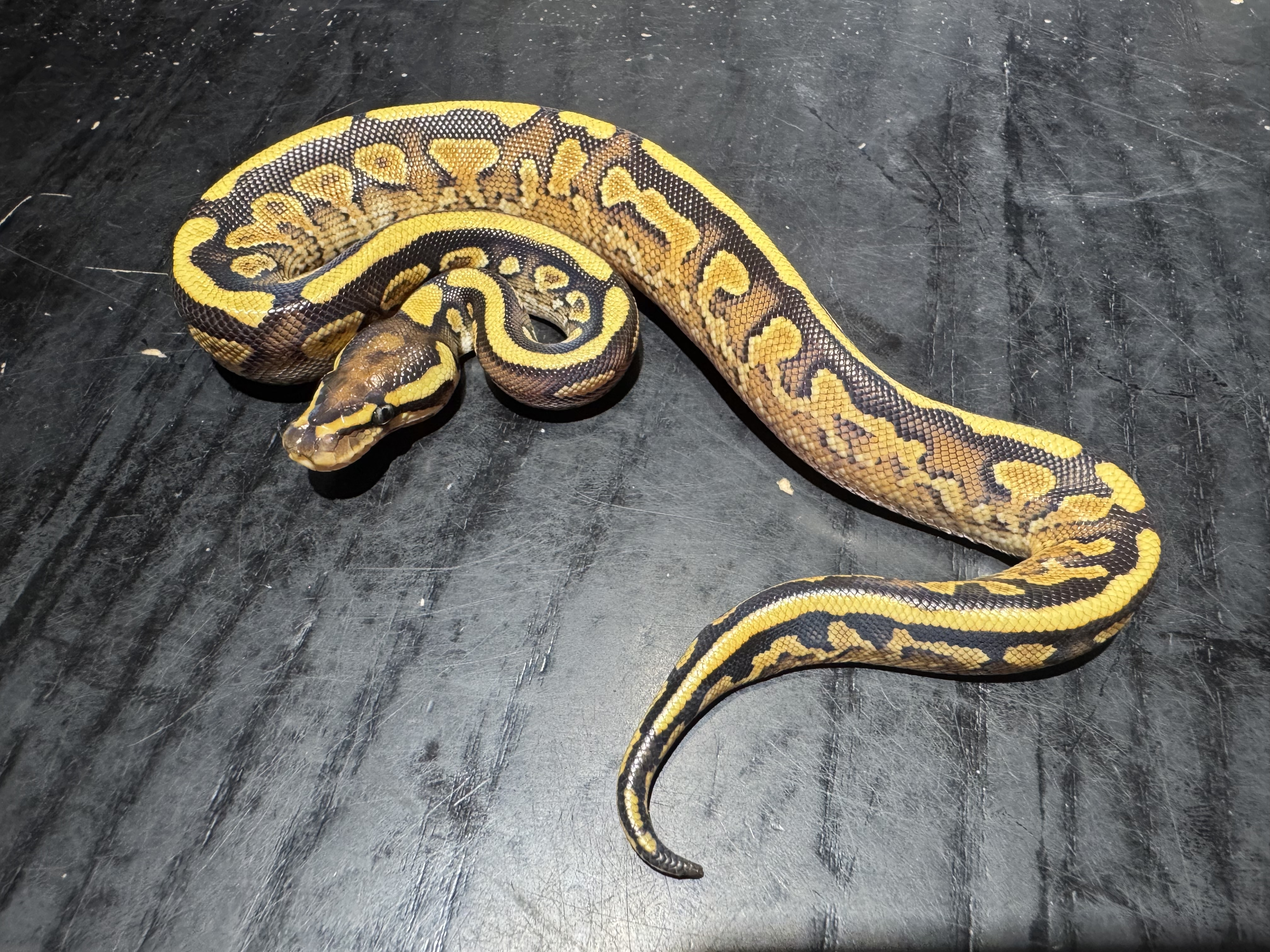 26 Mystic or Phantom Yellow Belly 1.0