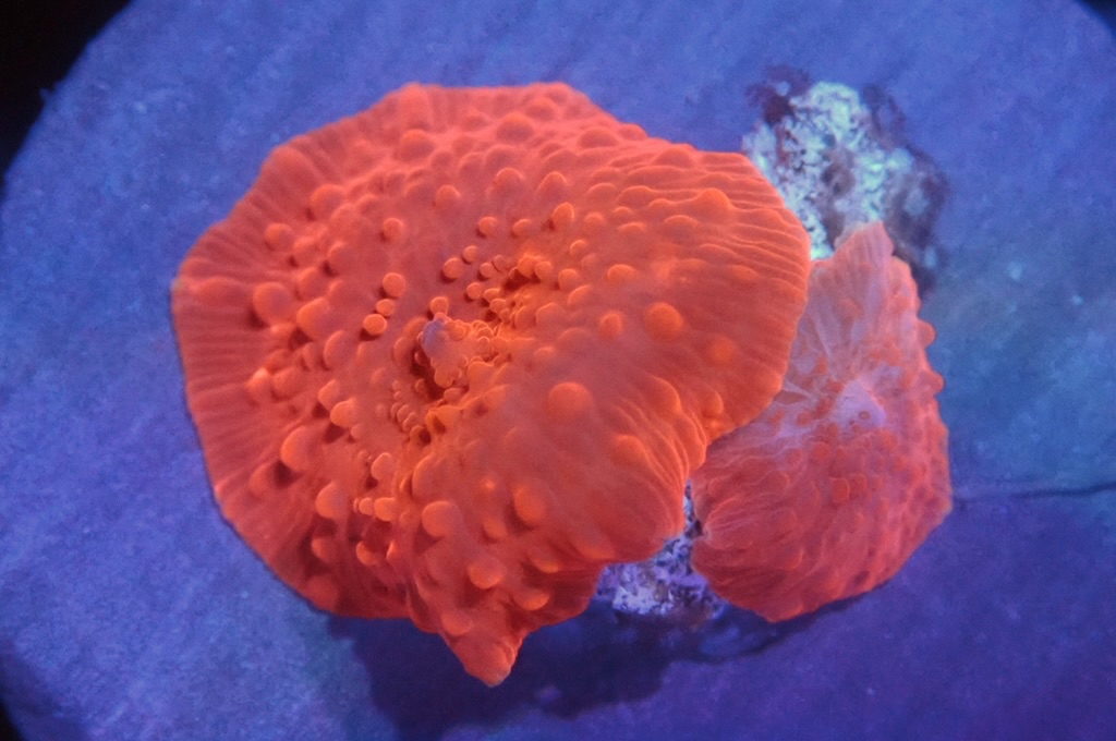 M21 螢光紅菇（frag座3.5cm)