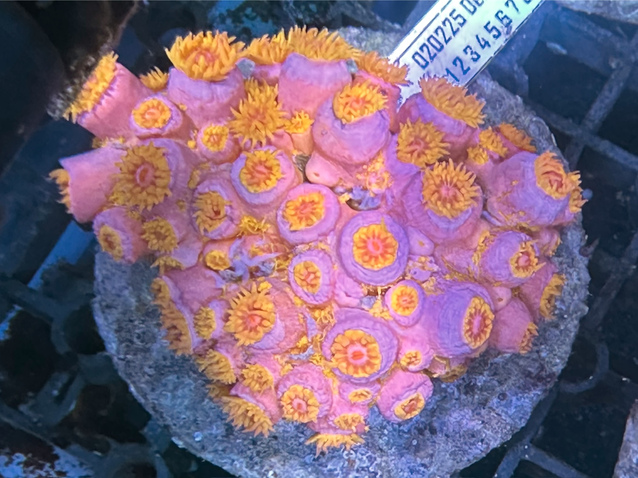 Sun 1 太陽花（開大約3.5吋）