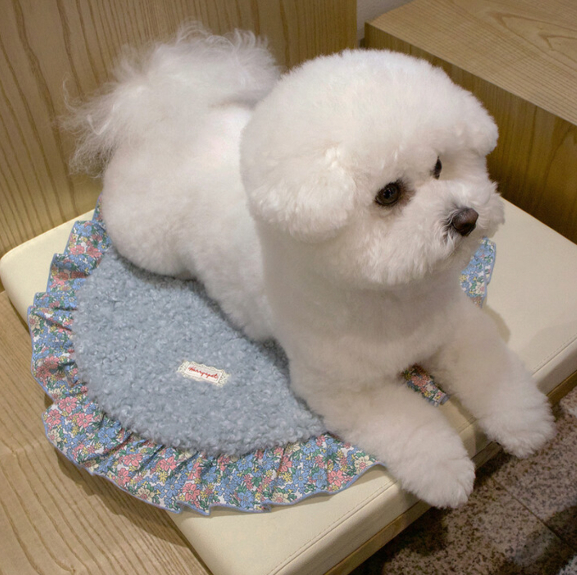 韓國🇰🇷 靚靚 打卡墊 （一般款 / 熊仔頭款）