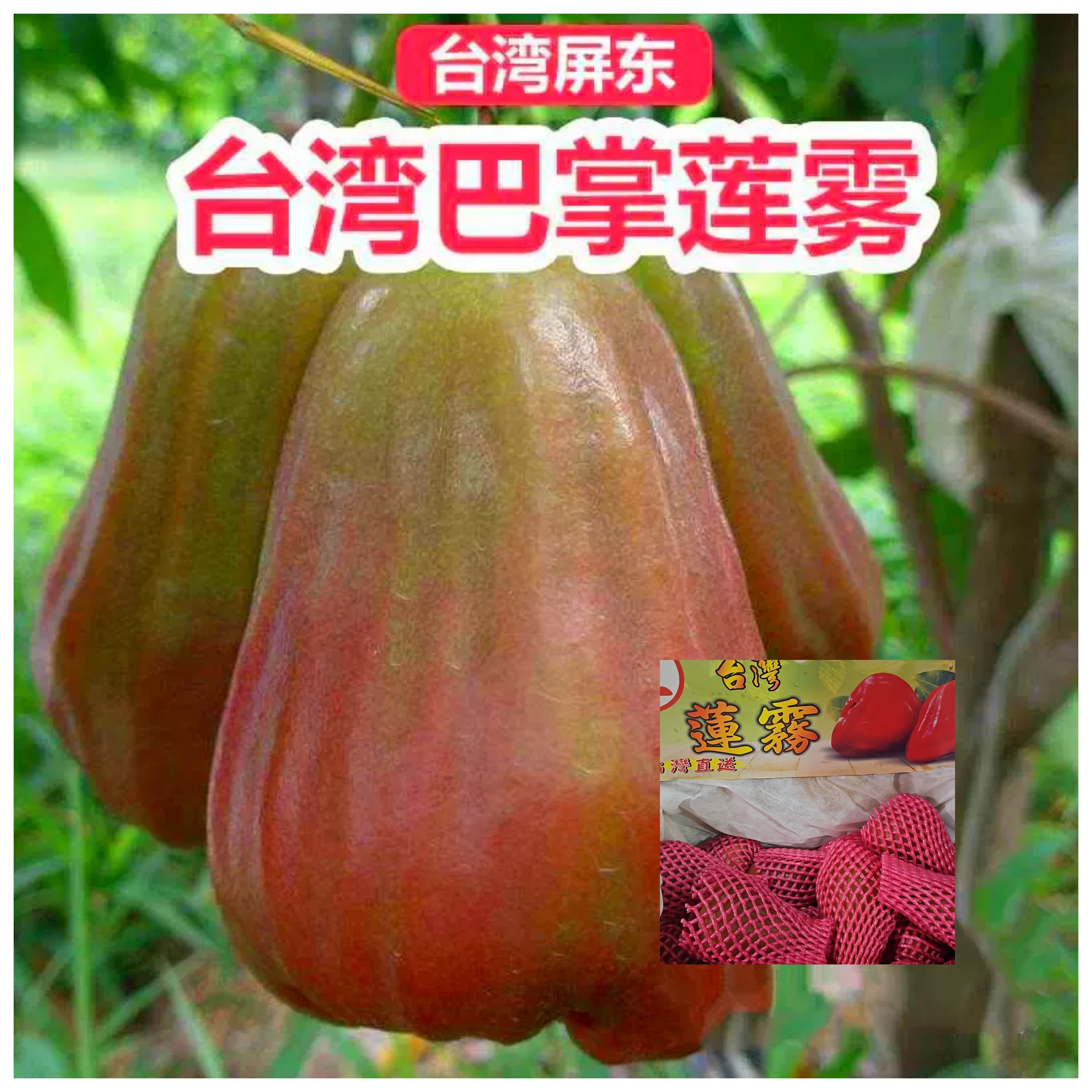 台湾頂級巴掌蓮霧 每份两個