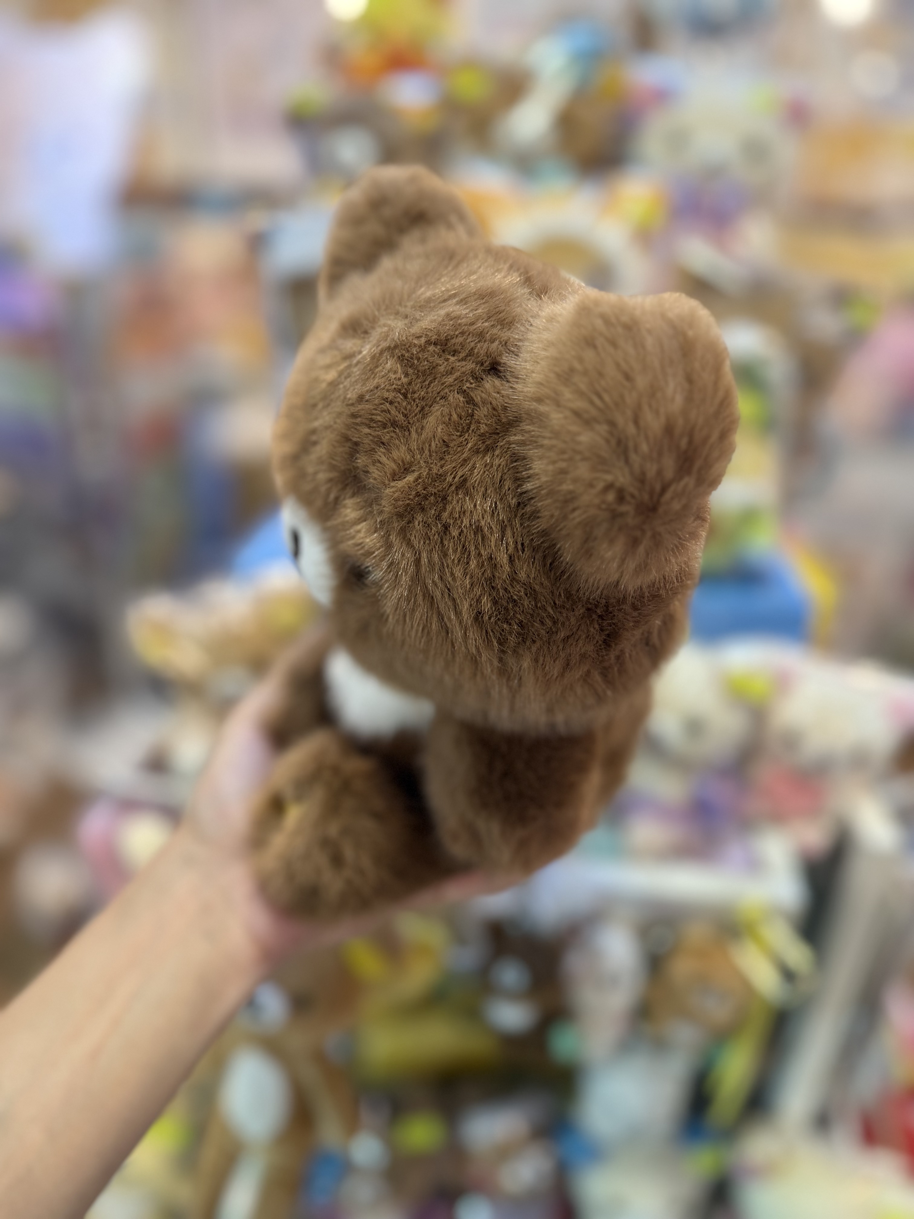 《現貨》全新日本專店限定小熊10週年 小熊毛毛公仔