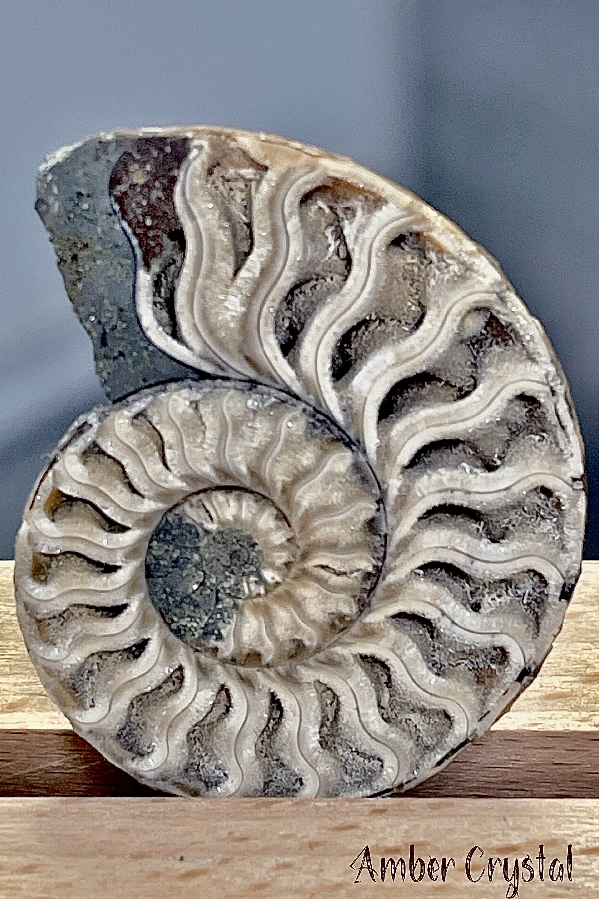 斑彩螺Ammonite 