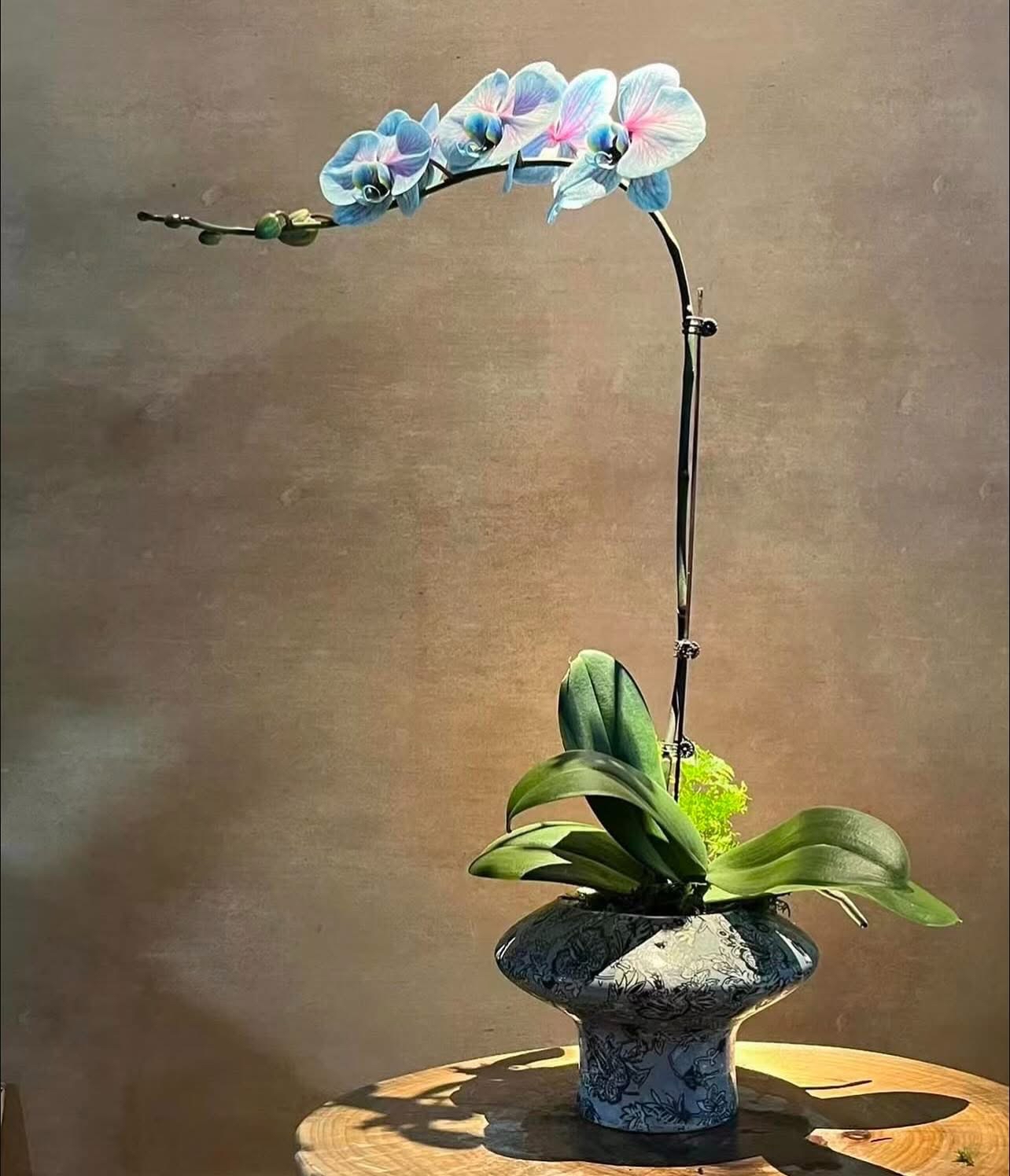蝴蝶蘭造景盆栽 - B款