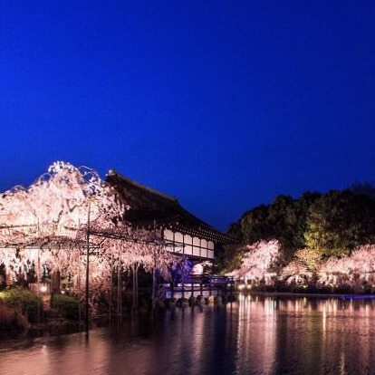 【日本製】美濃燒陶瓷平安櫻京煎茶杯 (160ml)