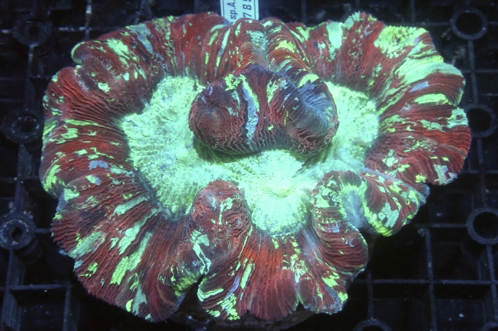 B6 4 峇里腦（開大約5.5吋）