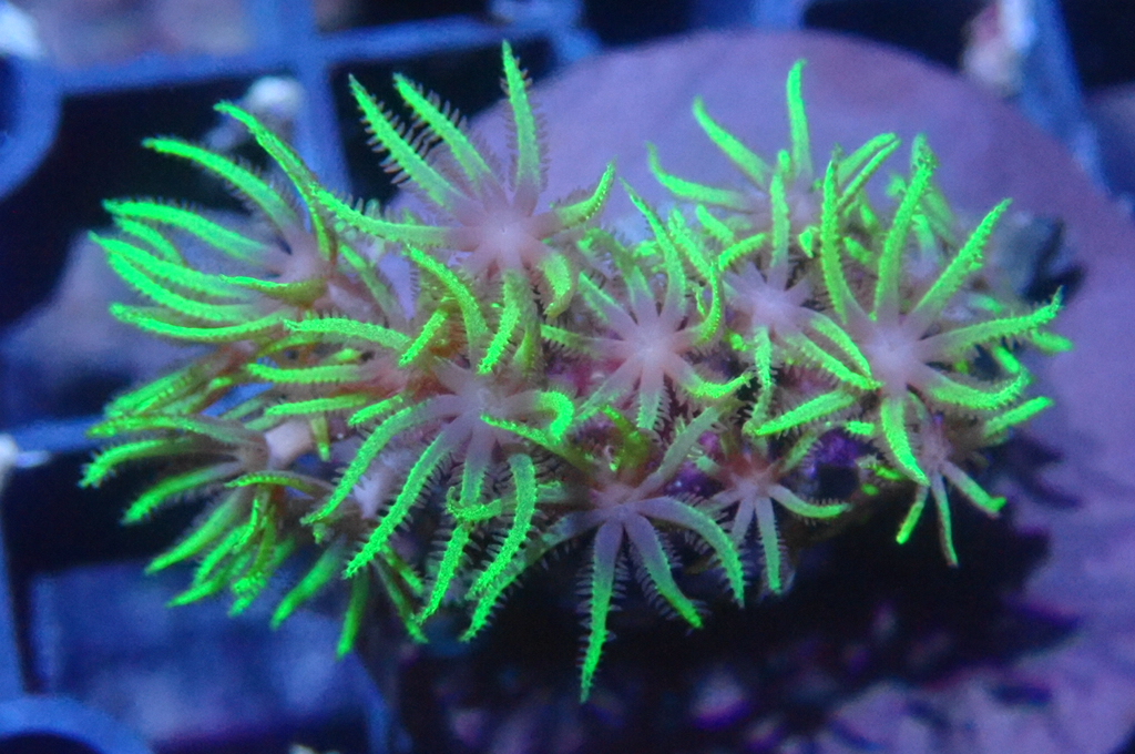 Green 3 草皮 （frag座3.5cm）