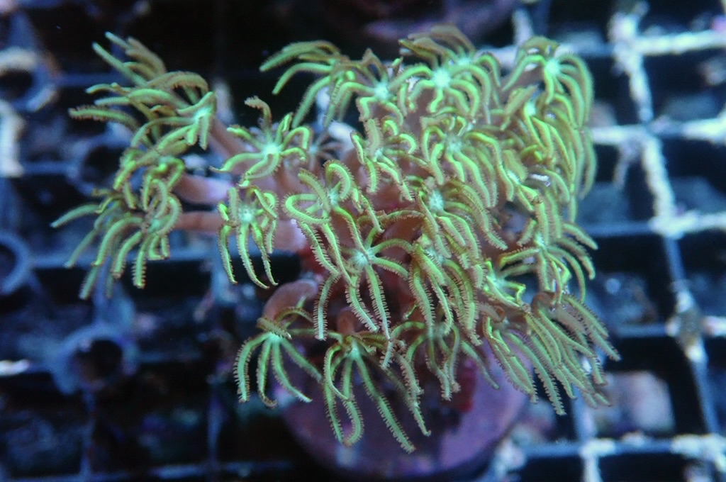 TH2 笙珊瑚 （開大約2.5吋）