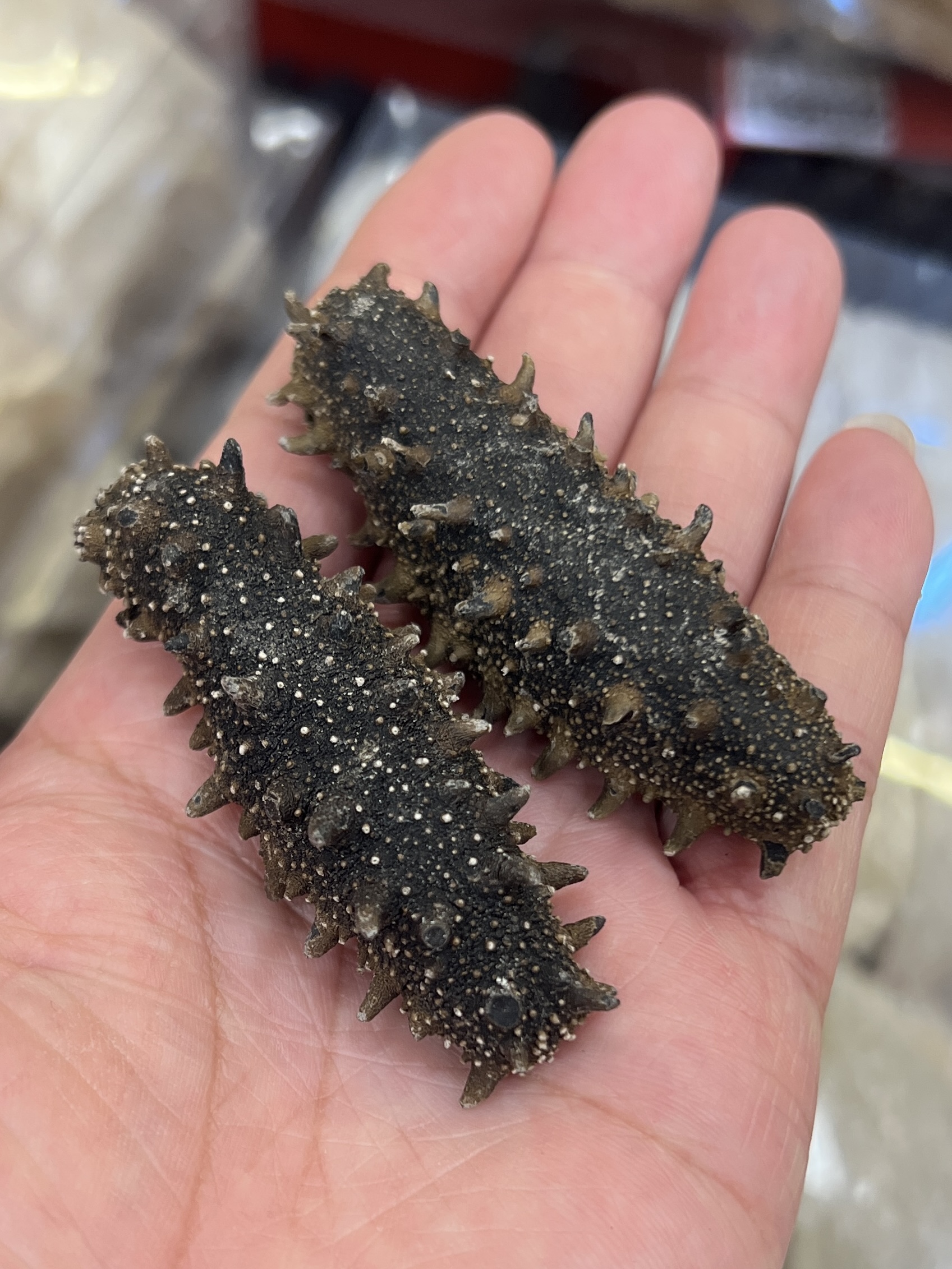 日本野生關東刺參30-35條