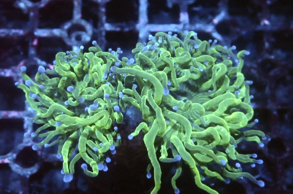 T7 藍點綠火柴（開大約2.5吋）