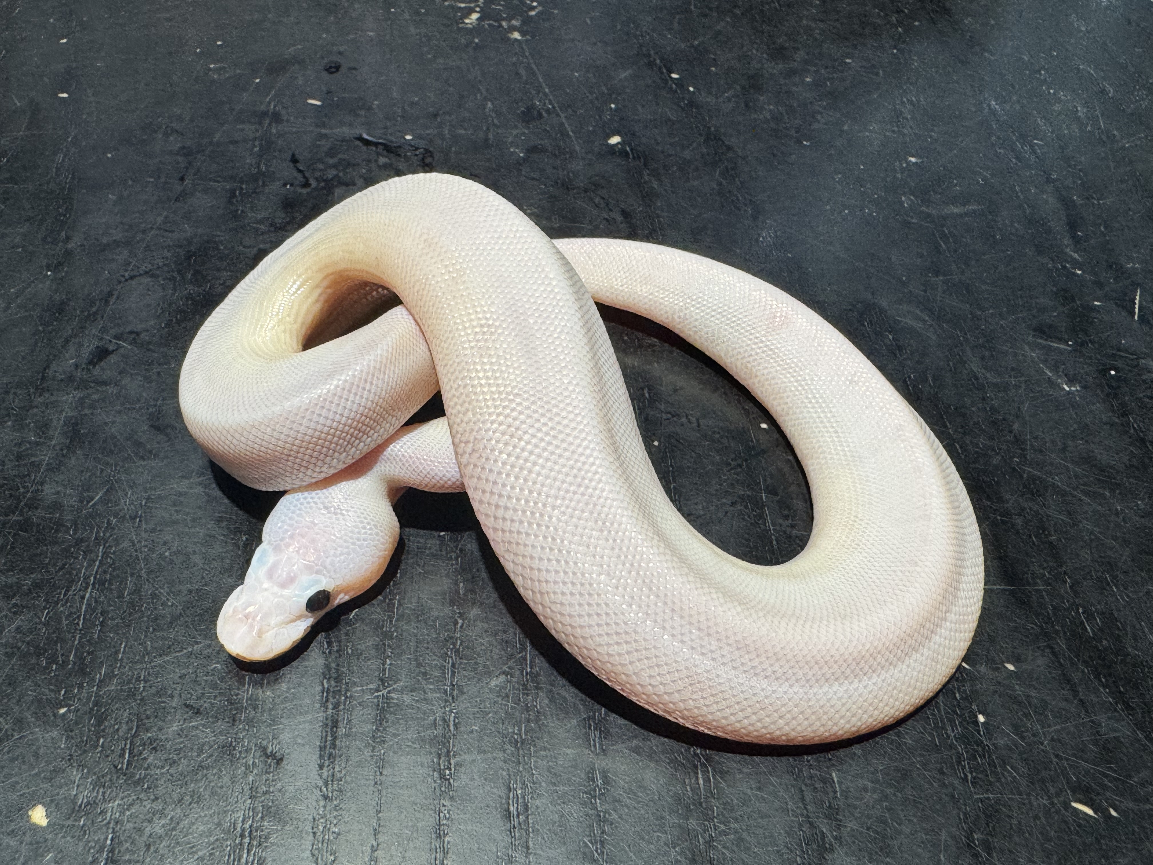 26 Lucy「Super Fire  Or/& Super Butter 」 poss Pastel Leopard  Pinstripe 1.0