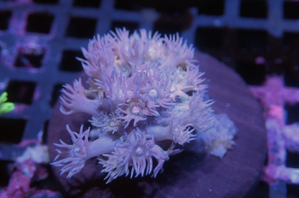 MG19 寶石花仔（frag座3.5cm)