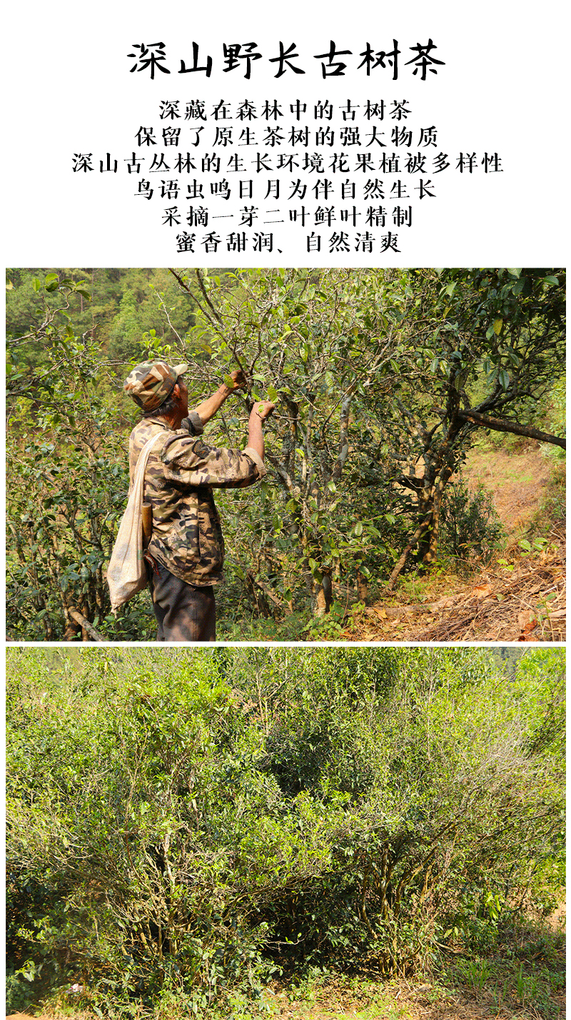 【绿意·时光】优雅气质油画风茶叶礼盒套装荒山晒红茶月光白茶礼物推荐送长辈闺蜜领导伴手礼