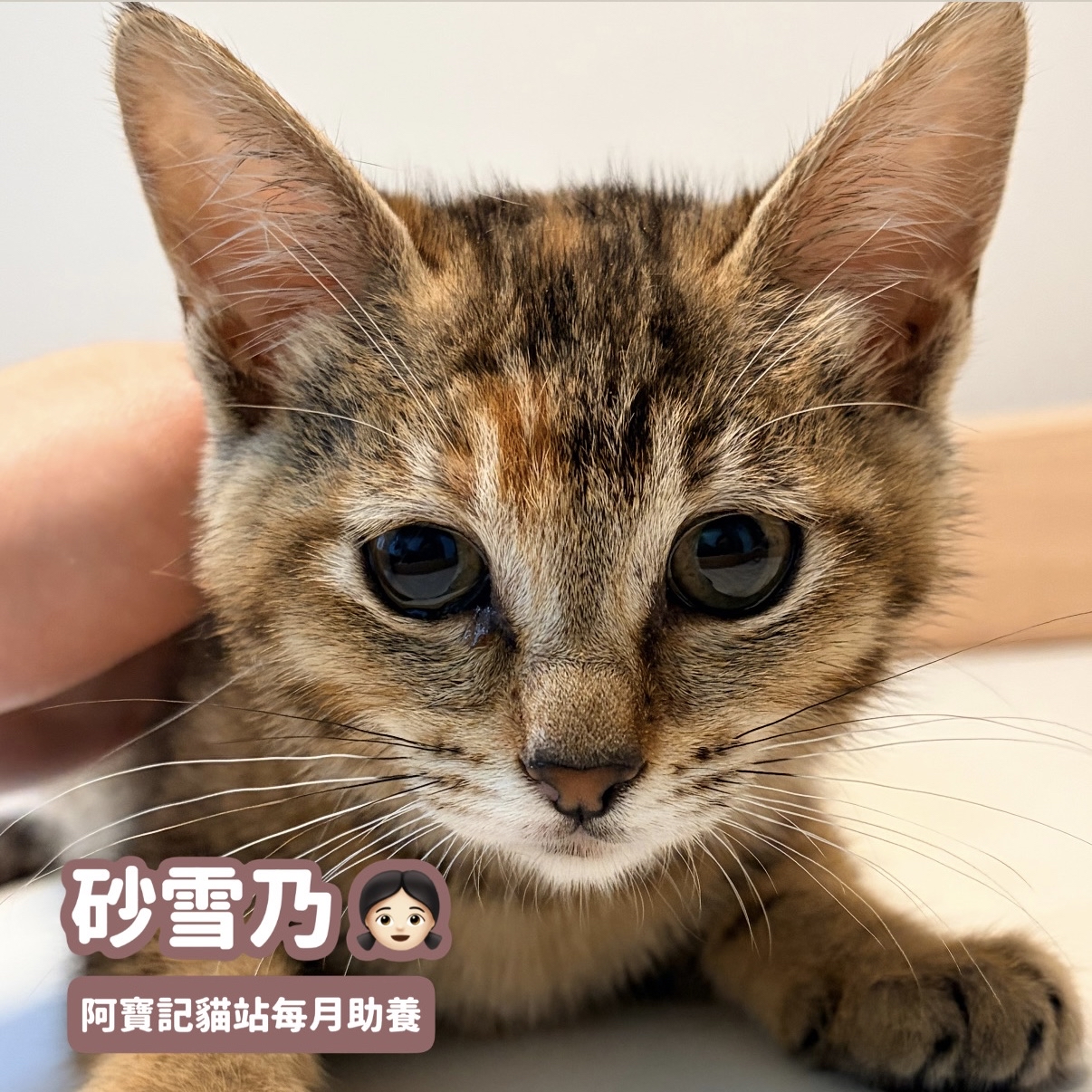 助養砂雪乃｜指定助養貓咪 Special Plan ｜貓站每月助養計畫