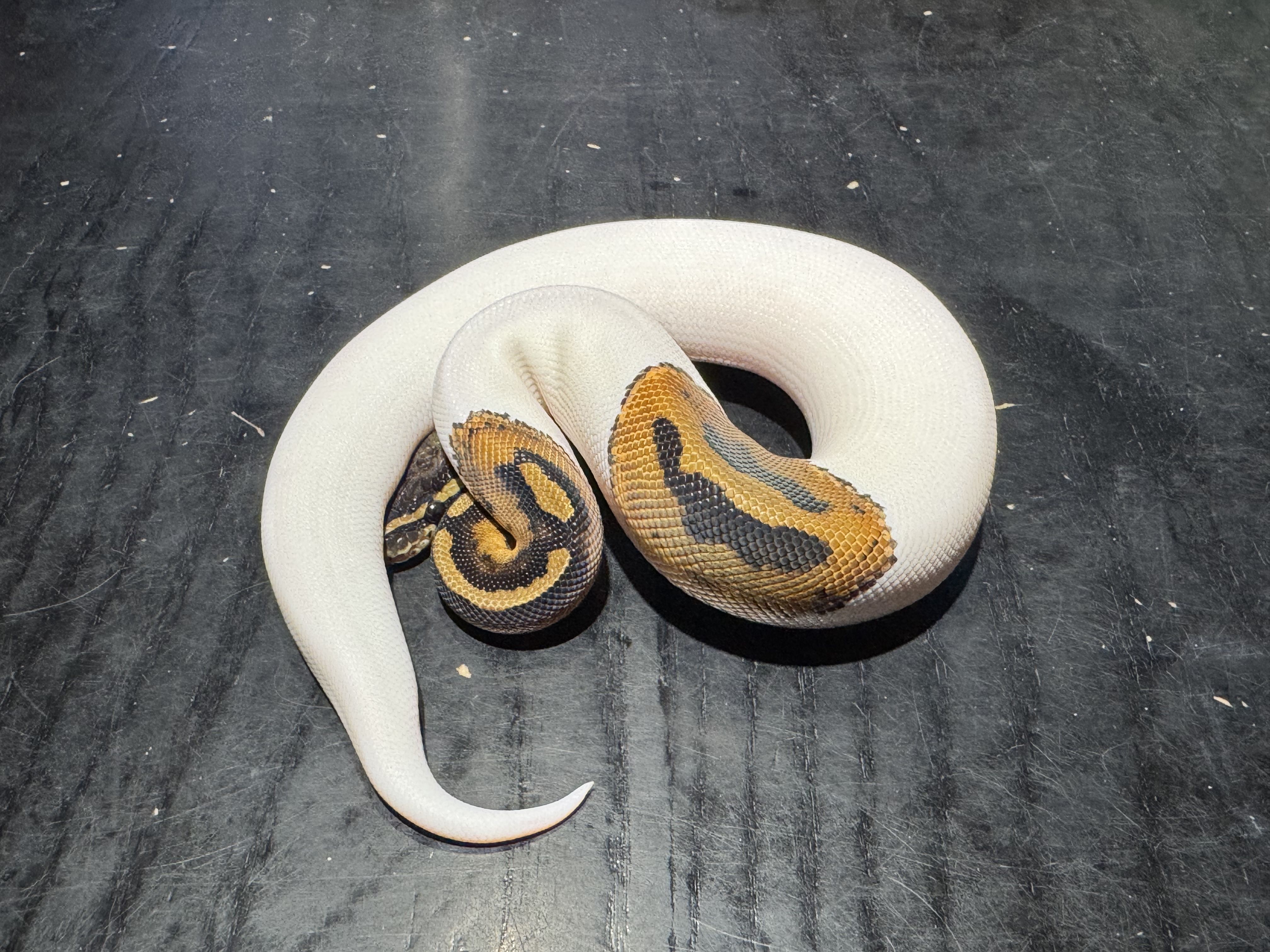 25 Pied het TSK Axanthic 1.0