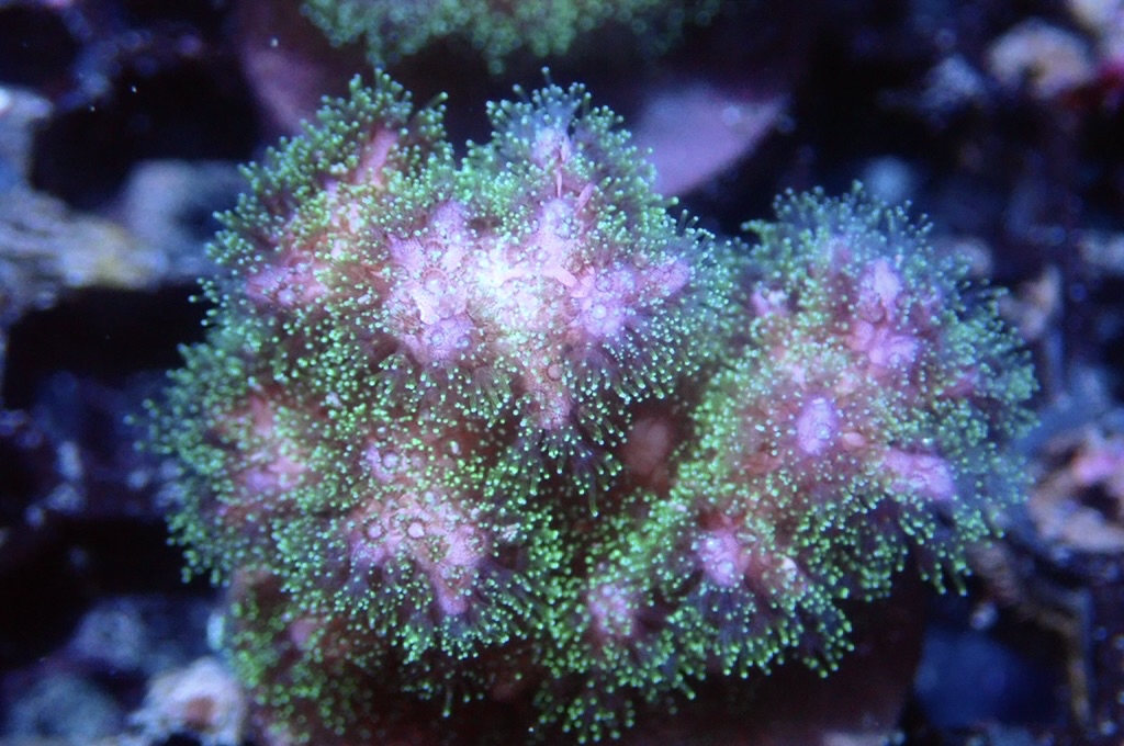 K4 光纖圖釘（FRAG座3.5CM）