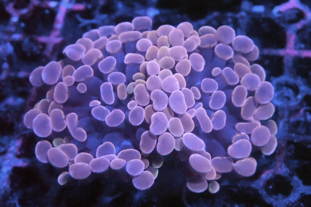 H5 豬腰（開大約2.5吋）