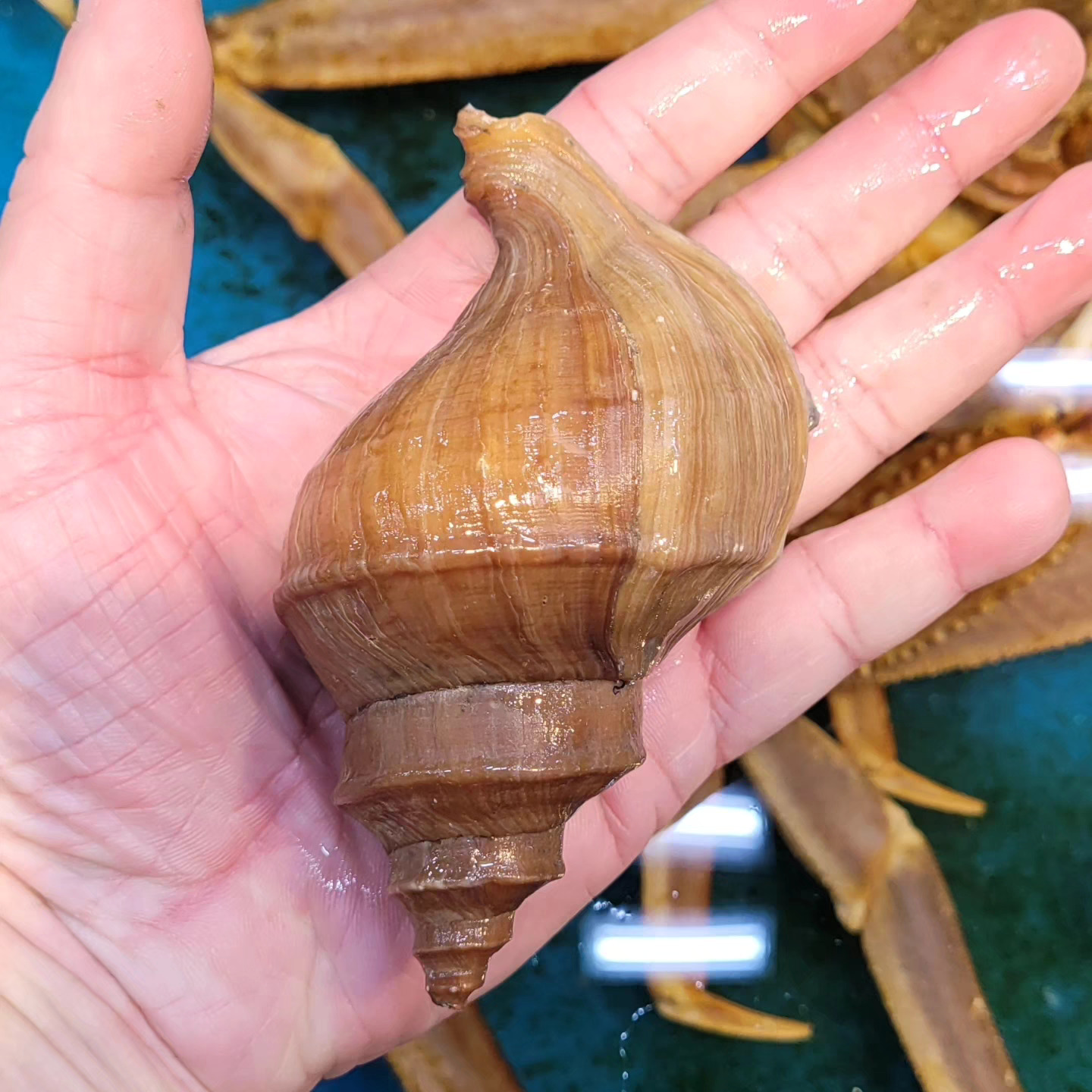 🇯🇵 活日本茶螺 (一般香港夏季有供應)