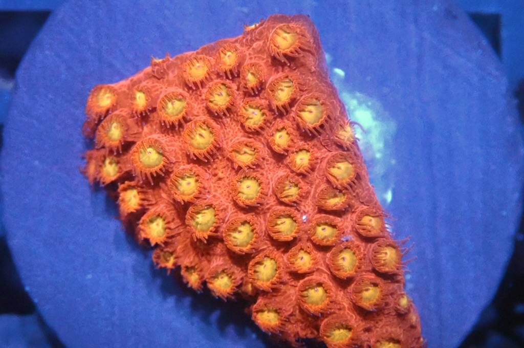 N17（開大約1吋）