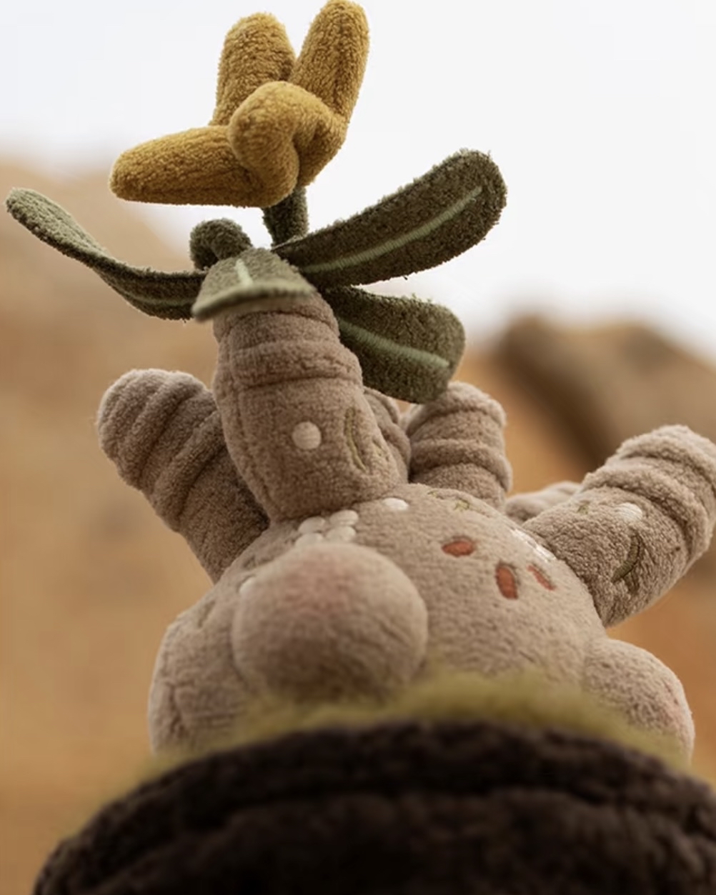 佛系夕照白宮塊根毛絨盆栽