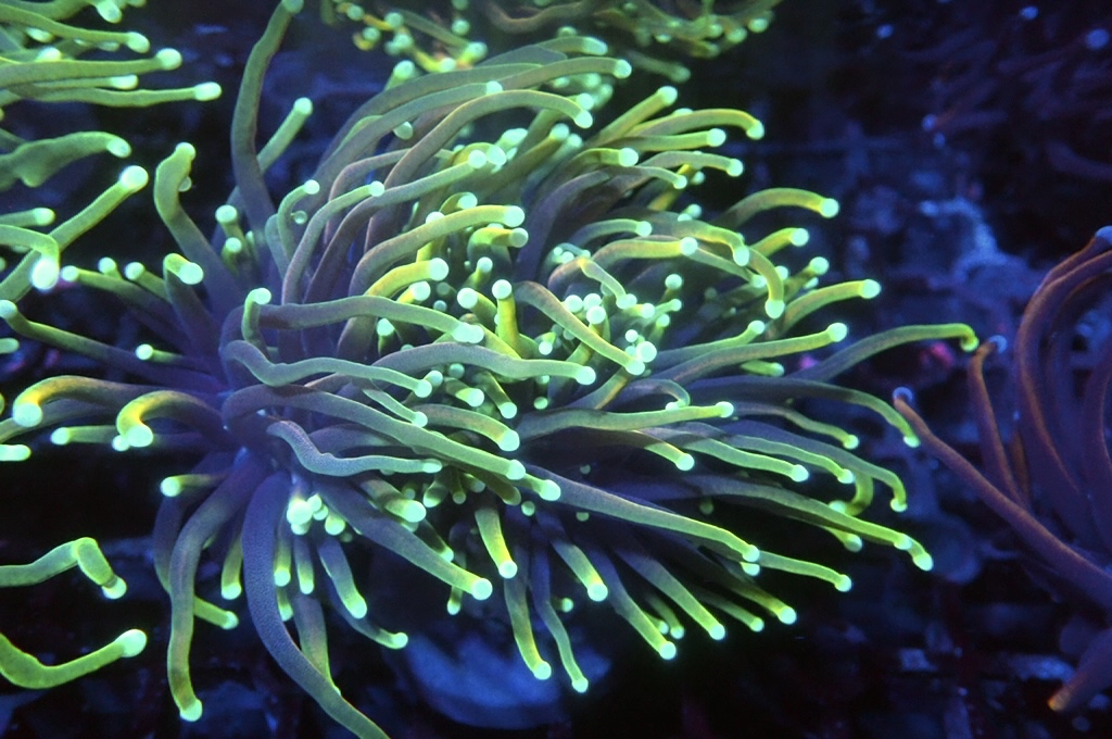 T9  龍魂金火柴（開大約3吋）