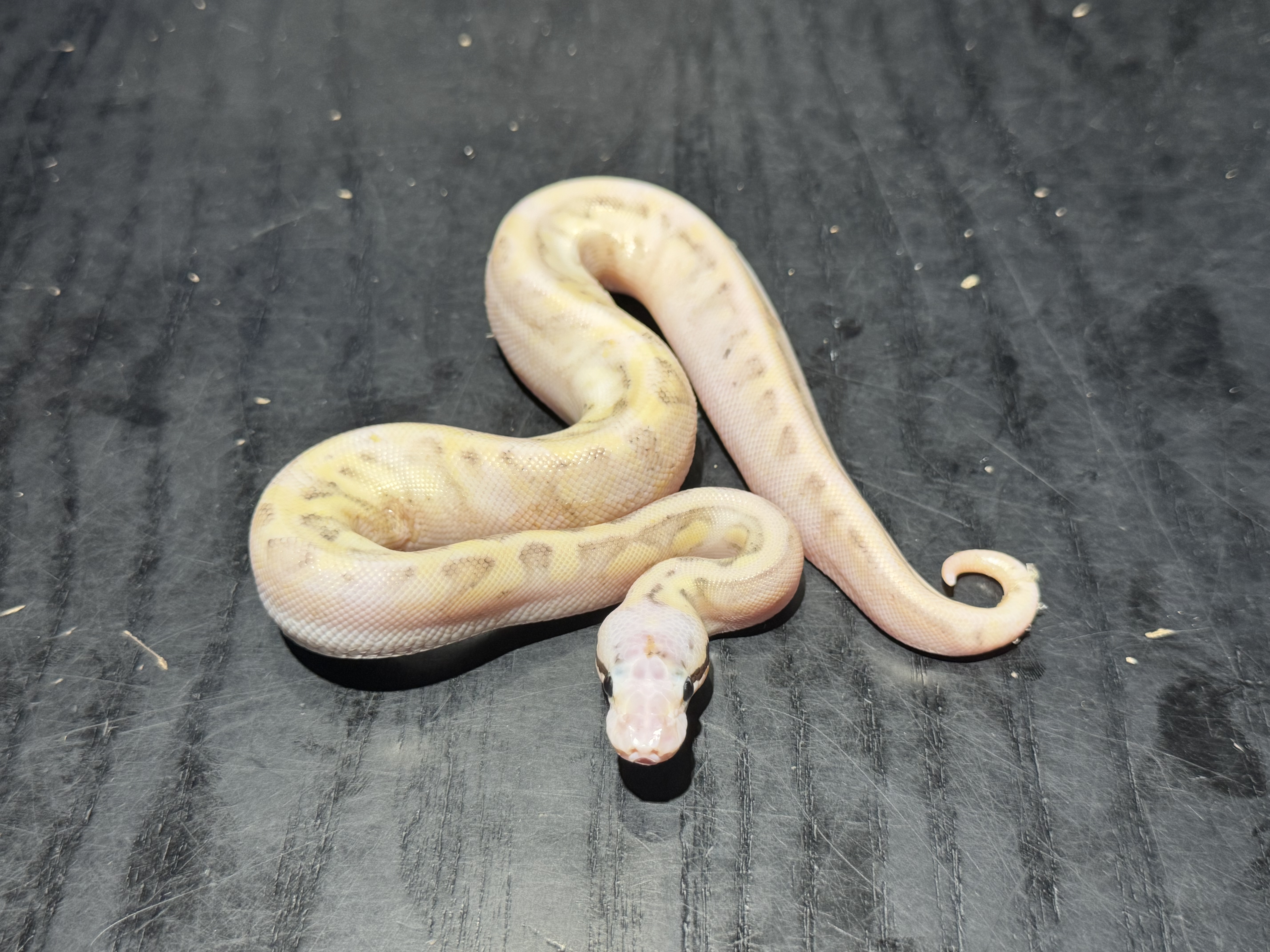 26 Super Pastel Fire Enchi Spotnose Yellow Belly 0.1