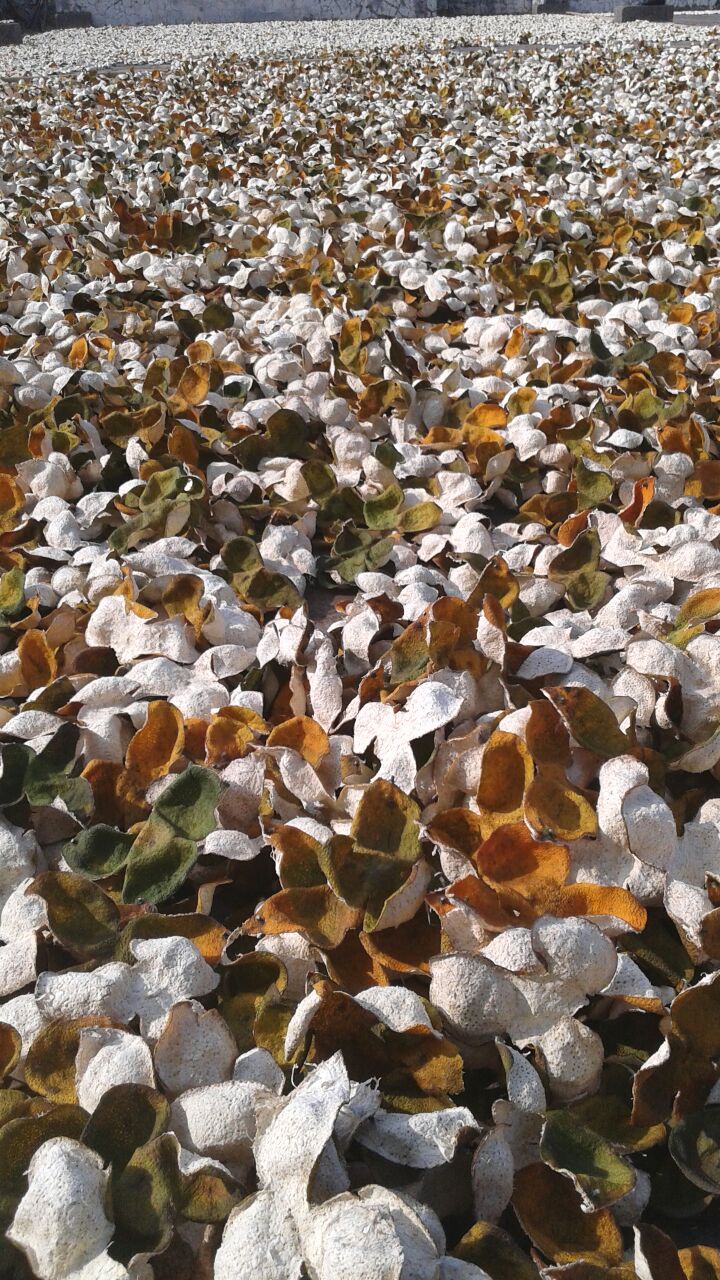 2010年 新會梅江大紅皮 - <有需要請聯絡我們 852-6329 6186>