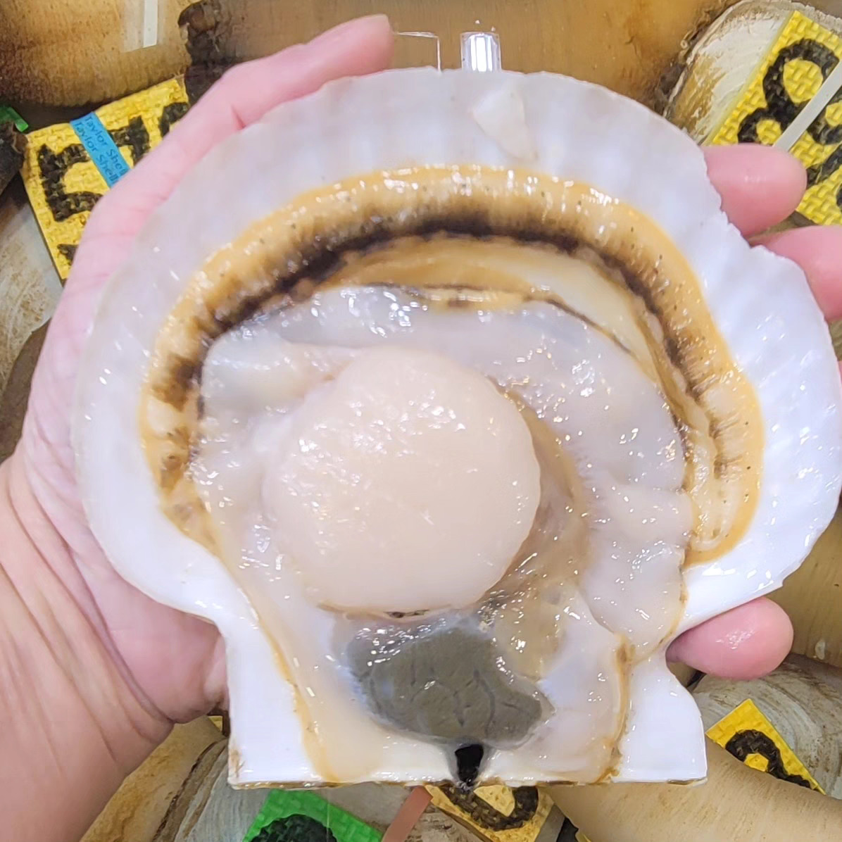 🇯🇵冰鮮日本野付區帆立貝 (即元貝/扇貝) 熟食用🐚🔥