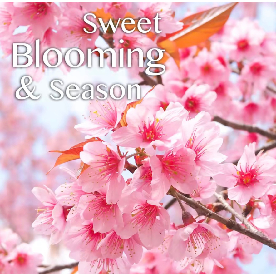 eBlend Sakura Blossom — Awakening Grace