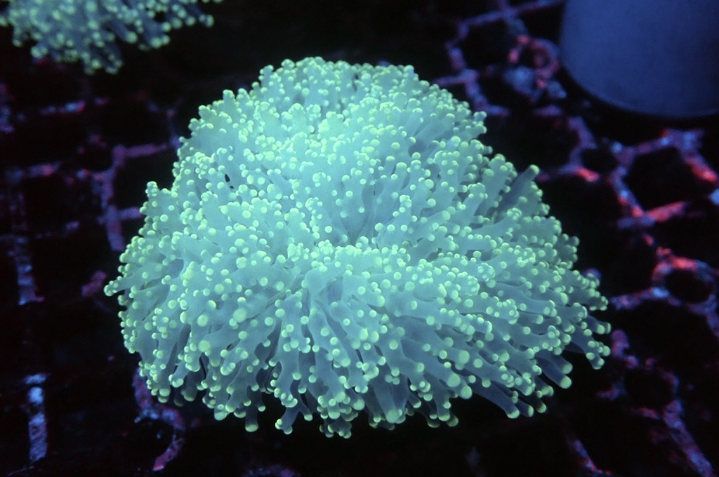 F21 啫喱（大約3.5吋）