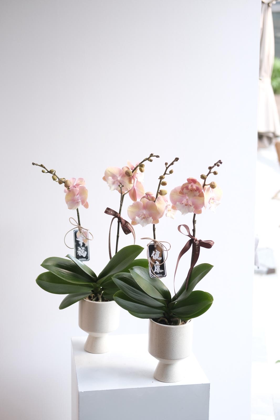 蝴蝶蘭 兩菖 （17-20/4 麻煩備注寫上取花日期✨）