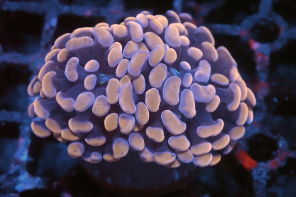 H15 橙豬腰（開大約2.5吋）