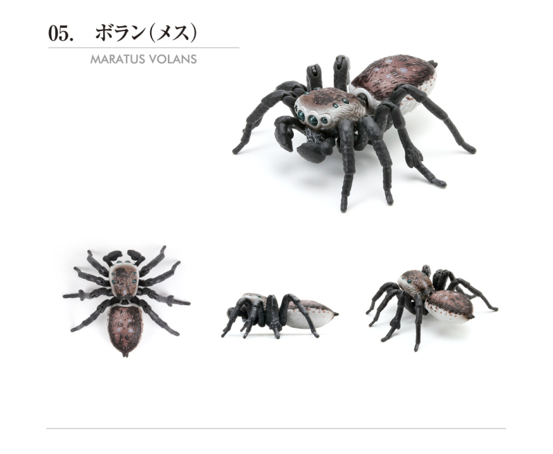 🌐代理版 生物大圖鑑 孔雀蜘蛛 造型系列 扭蛋