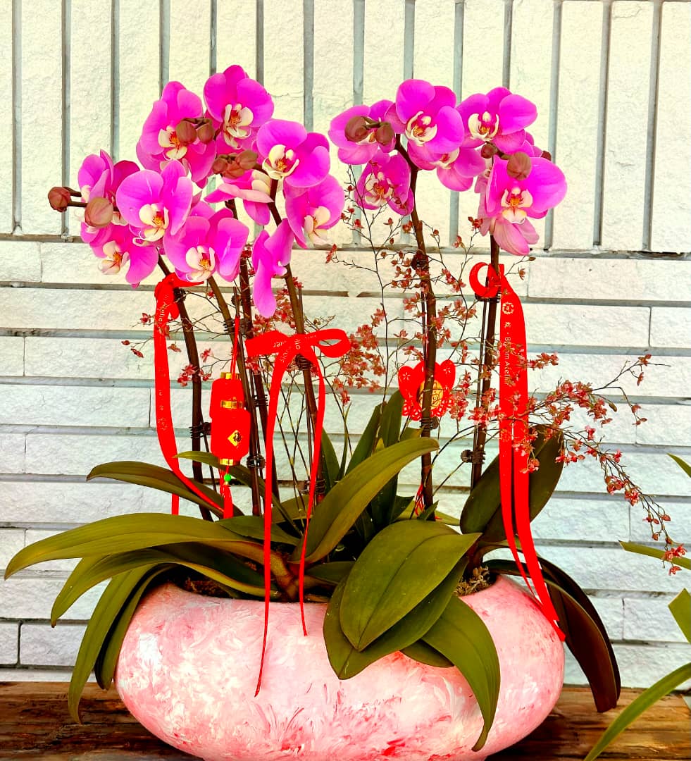 精美蝴蝶蘭盆栽：節慶裝飾與贈禮首選