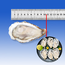 原漿半殼 A1011（10-11cm）【原箱購買 - 3箱 起】 (只可以熟食)