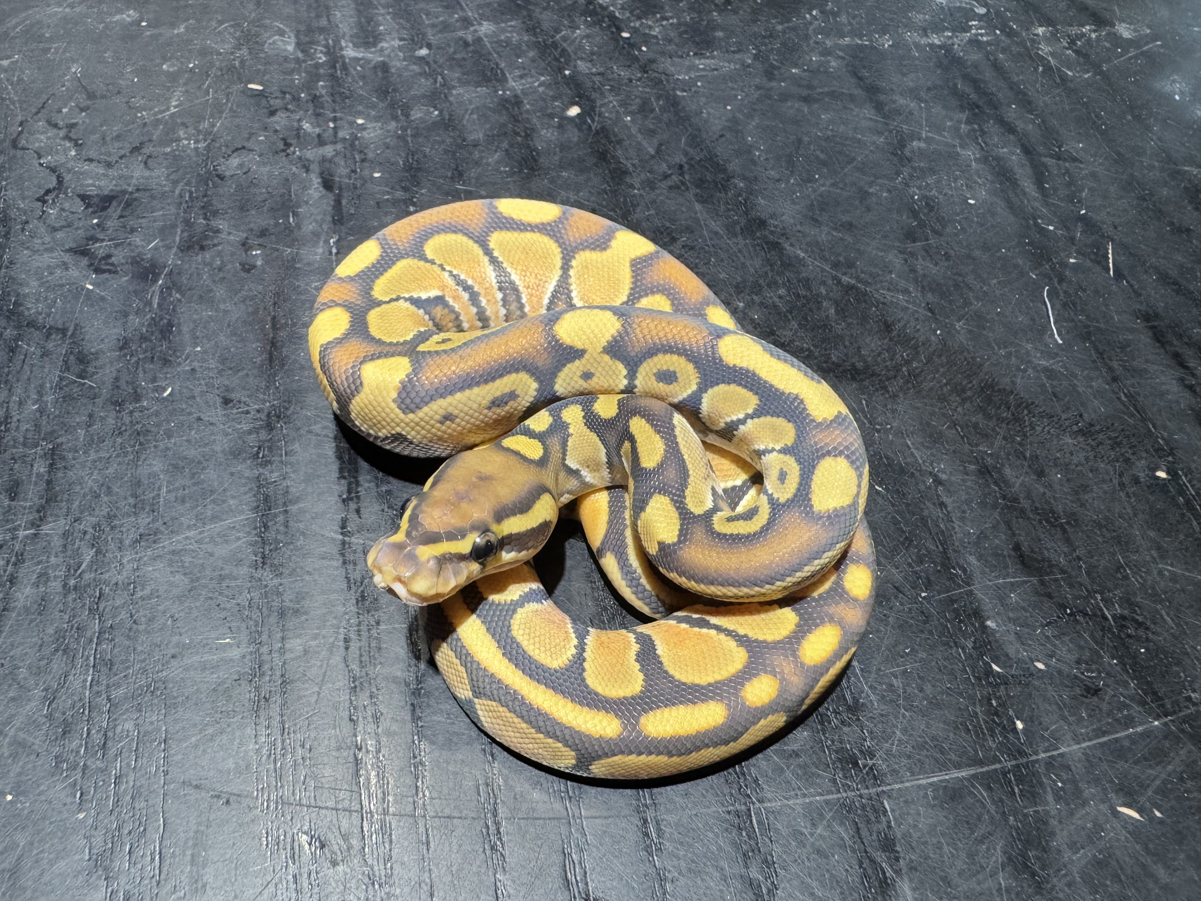 26 Enchi het Red Axanthic Ghost het Pied 0.1