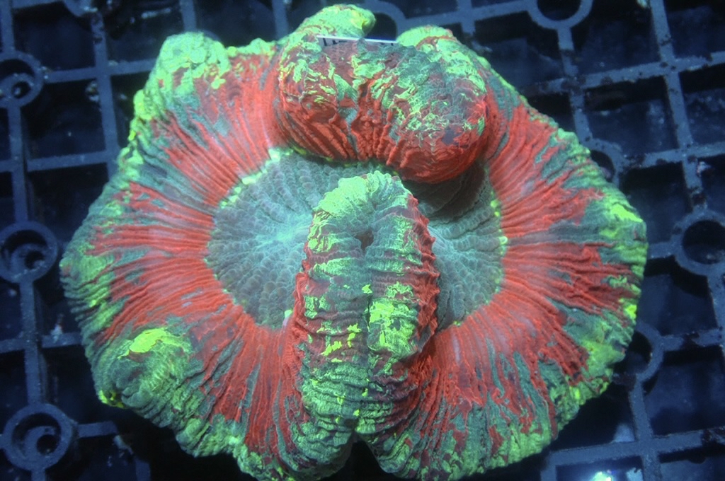 B5 4 峇里腦（開大約4吋）