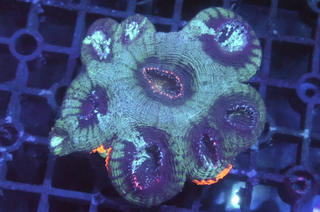 GG5 菊腦（開大約2.5吋）