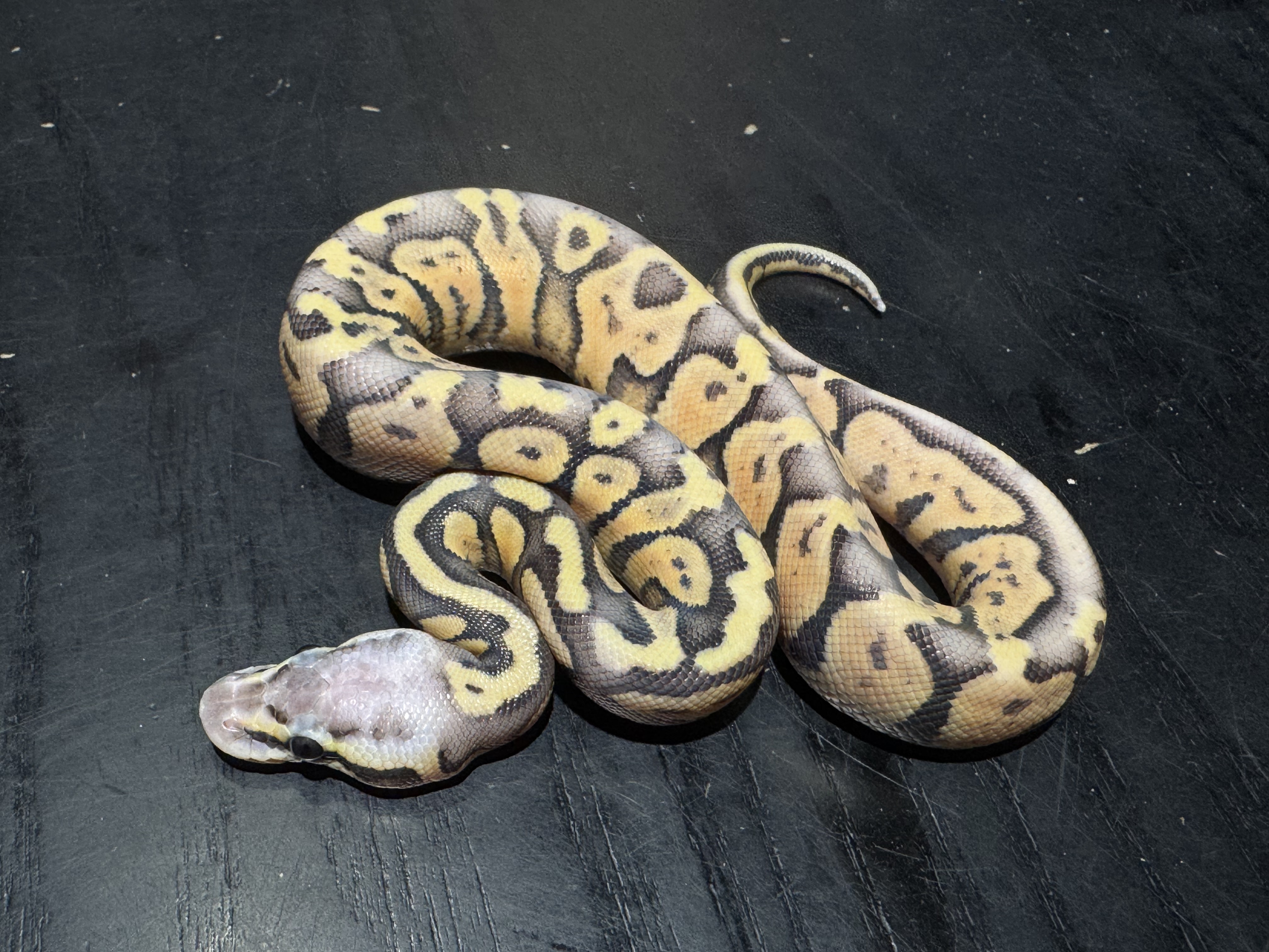 26 Super Pastel poss Fire 1.0