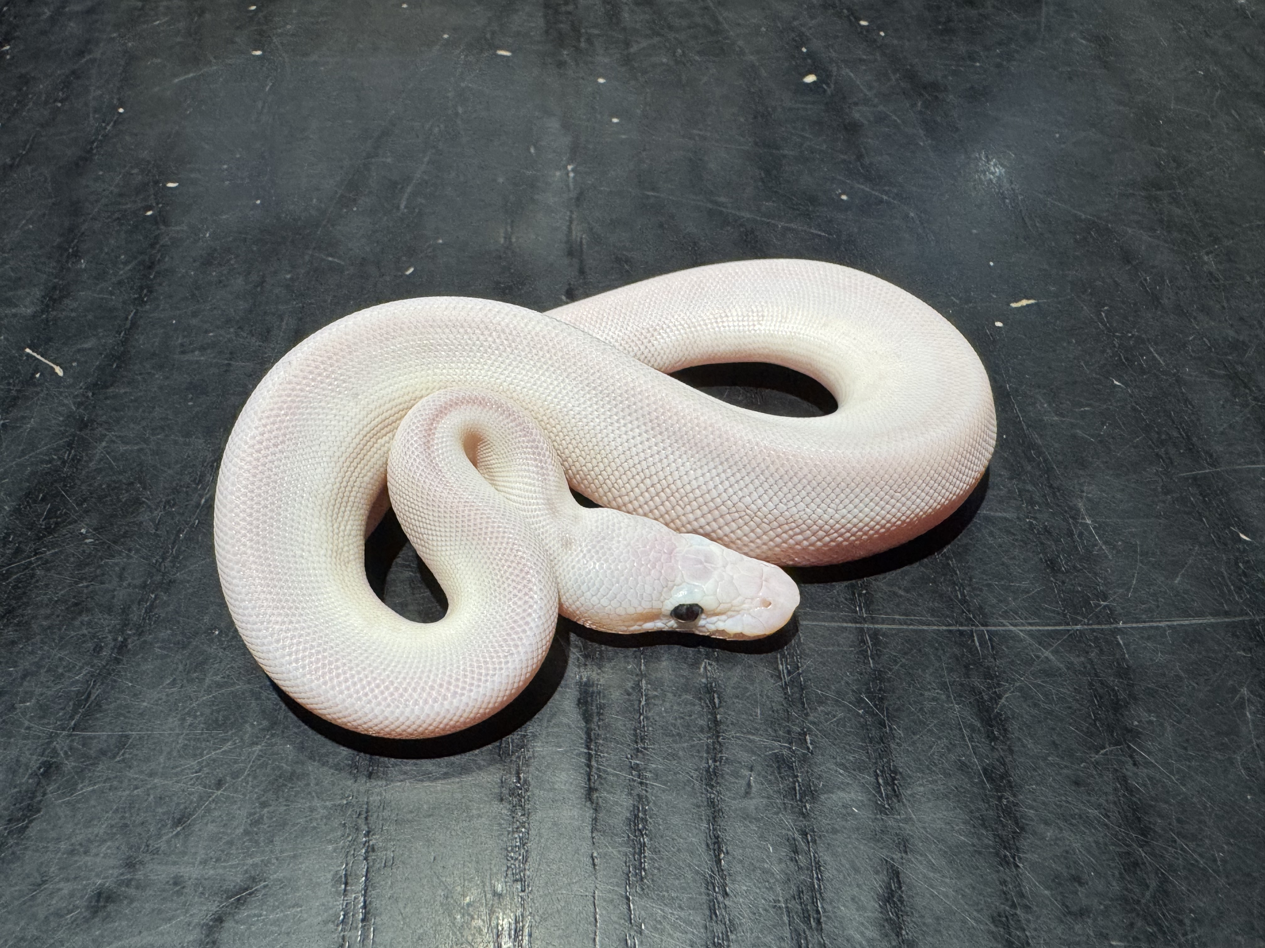 26 Blue Eyed Lucy 1.0