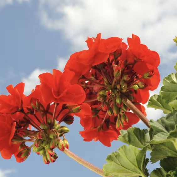 [Naturally Thinking] 天竺葵花水 Geranium Floral Water（250 ml）