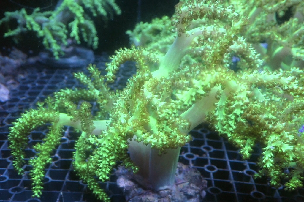 Tree 3 綠樹（開約5x5吋）