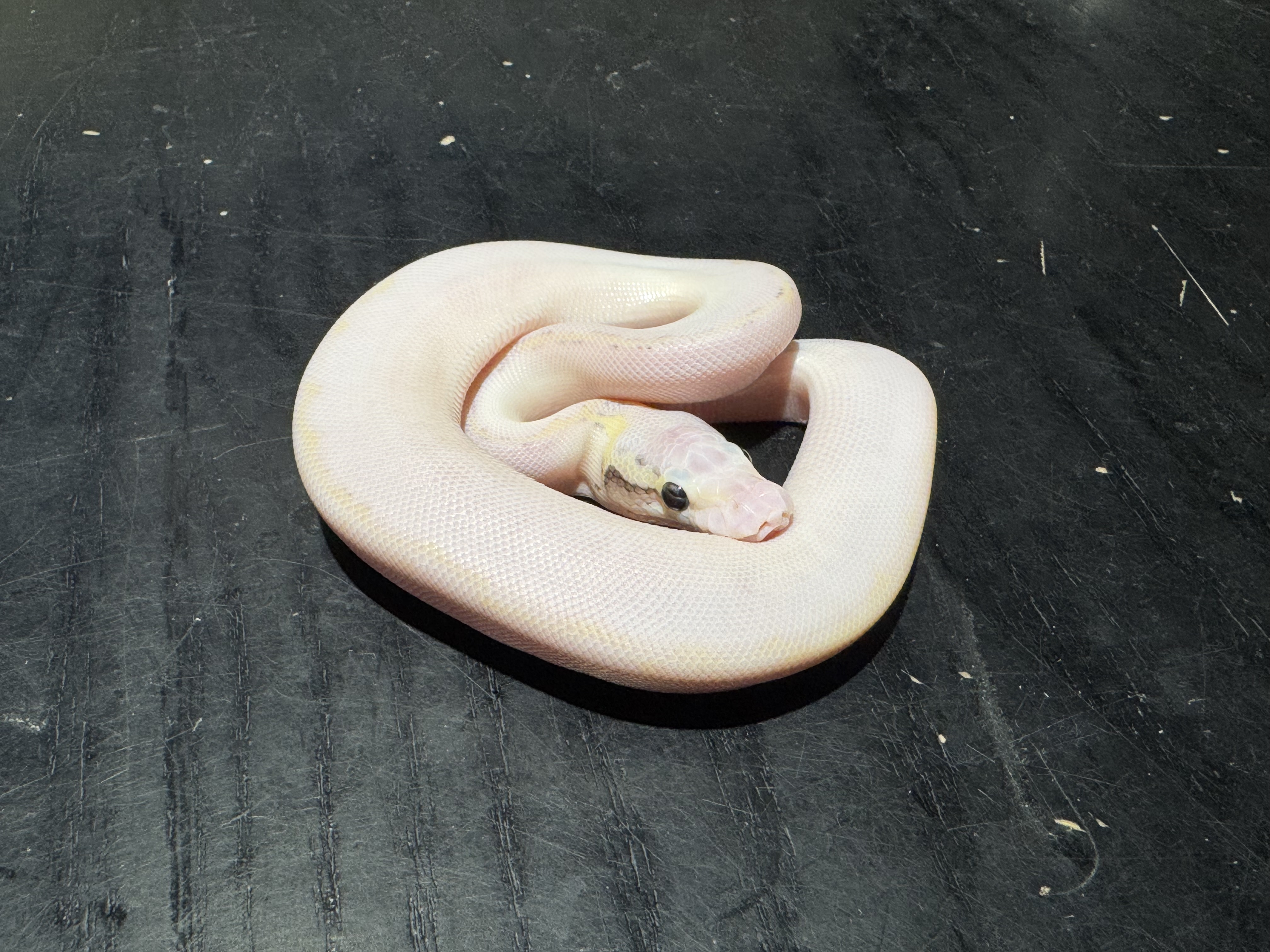26 Pastel Ivory poss GHI Mojave 1.0