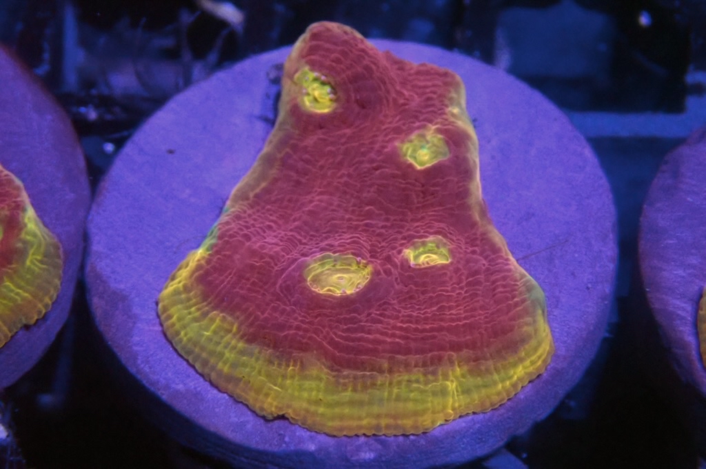 CH2 調色盤（frag座3.5cm)