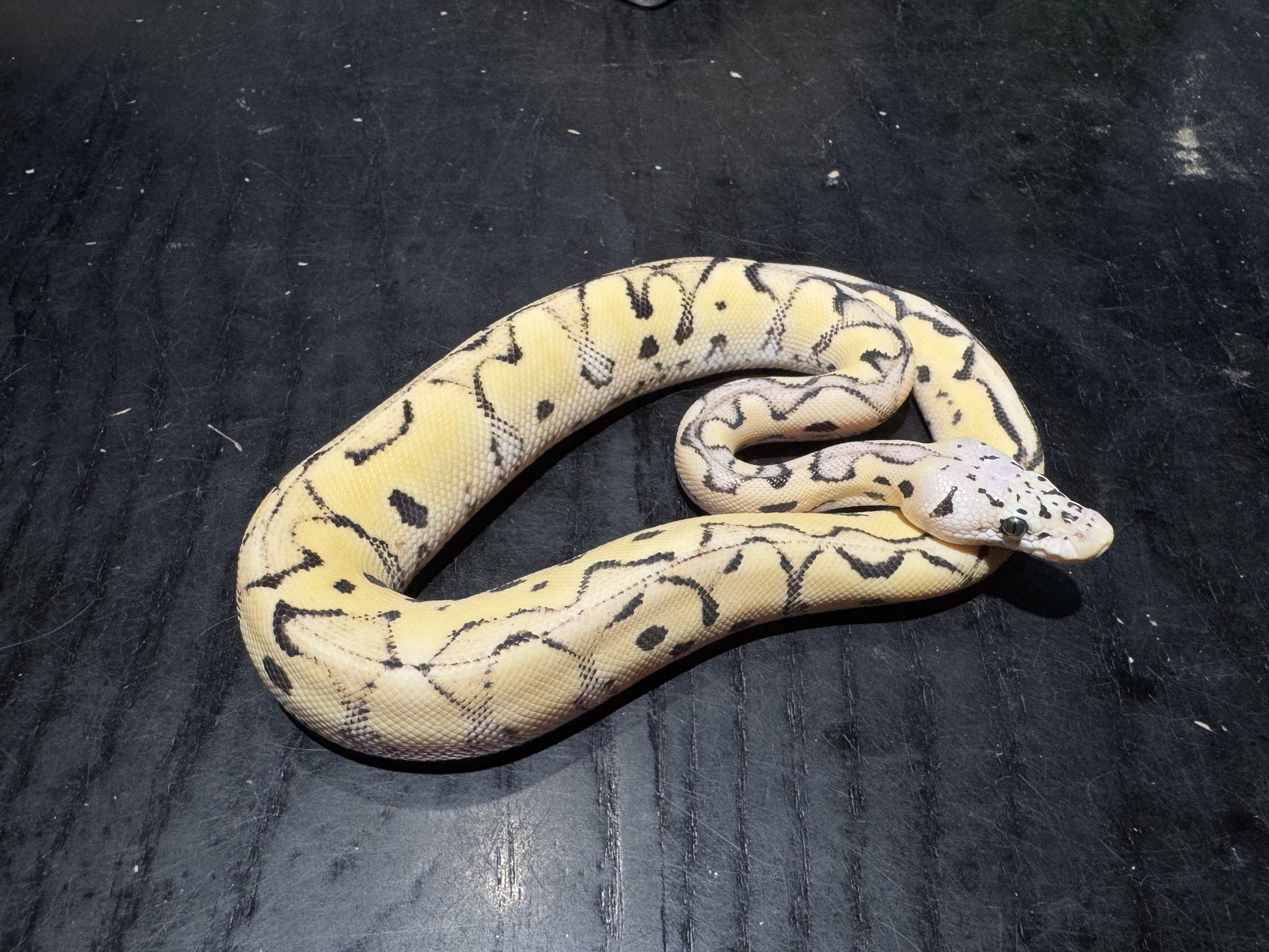26 Pastel Desert Ghost Clown 1.0