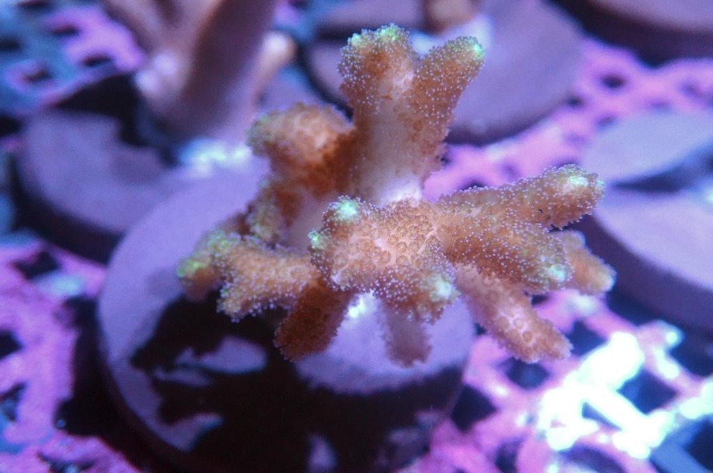 K8 雀巢   （frag座3.5cm)