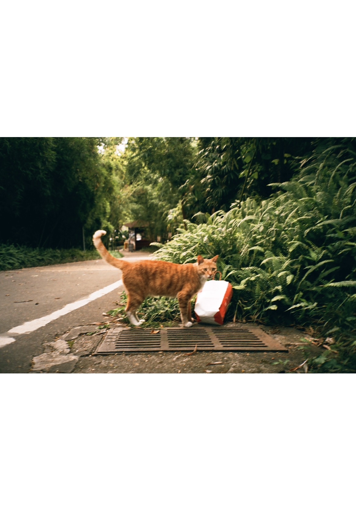 Lucky Color 200 36張 3盒裝