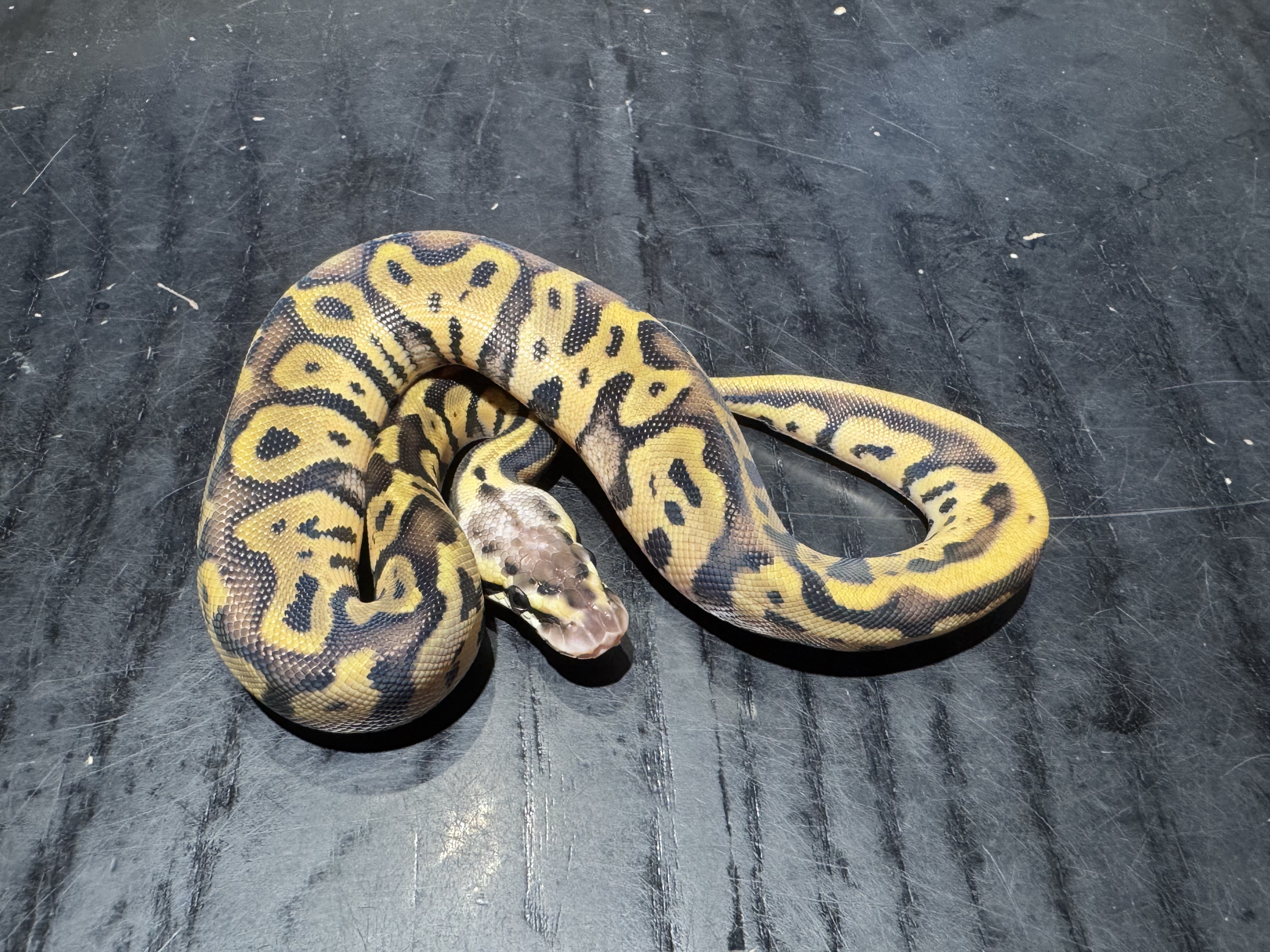 26 Pastel Leopard het Clown 0.1