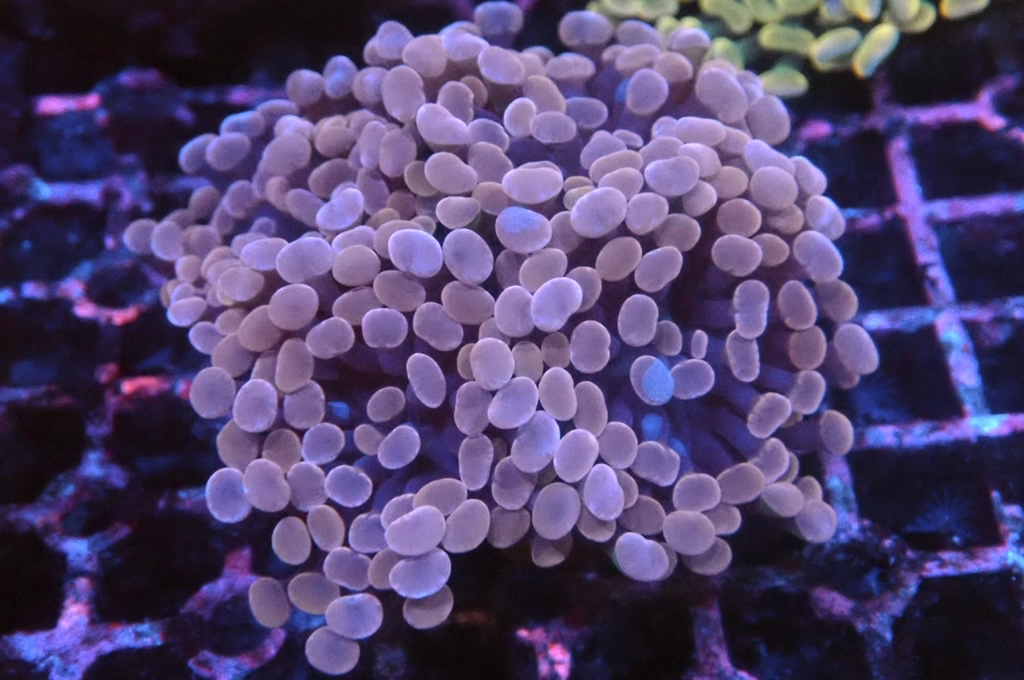 H30 豬腰（開大約2.5吋）